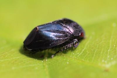 <i>Penthimia nigra</i>