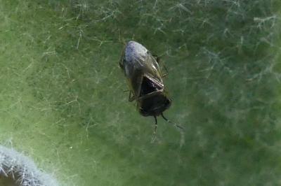<i>Geocoris megacephalus</i>