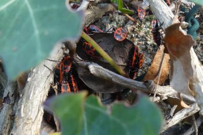 <i>Pyrrhocoris apterus</i>