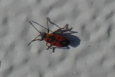 <i>Melanocoryphus albomaculatus</i>