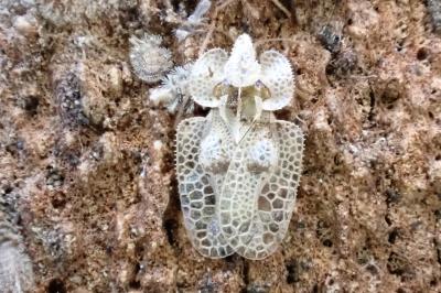 <i>Corythucha ciliata</i>