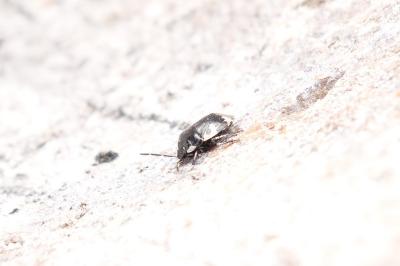 <i>Tritomegas bicolor</i>
