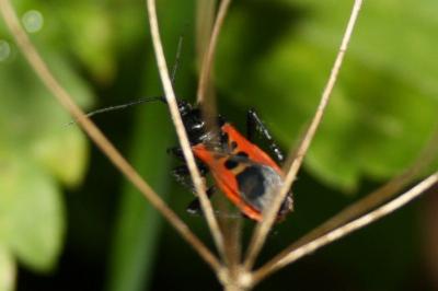 <i>Peirates stridulus</i>