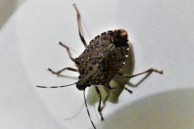 <i>Halyomorpha halys</i>