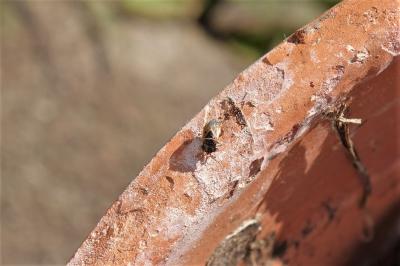 <i>Geocoris megacephalus</i>