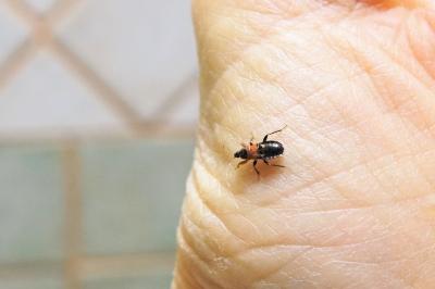 <i>Prostemma sanguineum</i>