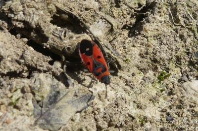 <i>Melanocoryphus albomaculatus</i>