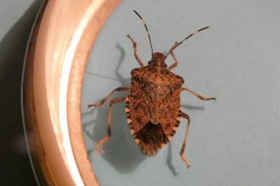 <i>Halyomorpha halys</i>