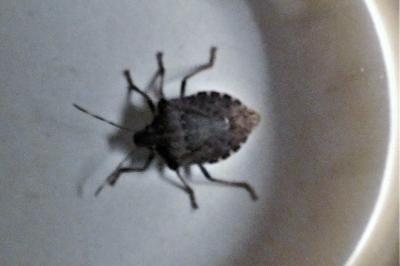 <i>Halyomorpha halys</i>