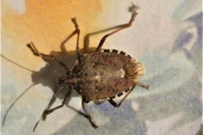 <i>Halyomorpha halys</i>