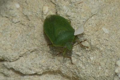 <i>Nezara viridula</i>