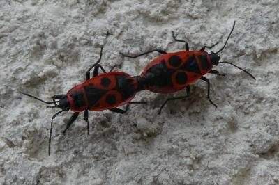 <i>Pyrrhocoris apterus</i>