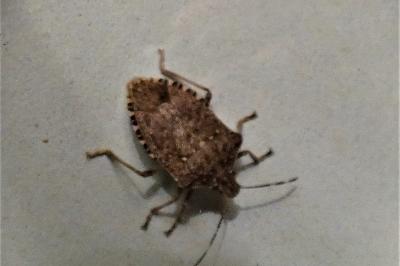 <i>Halyomorpha halys</i>