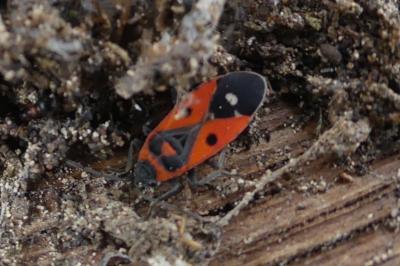 <i>Melanocoryphus albomaculatus</i>