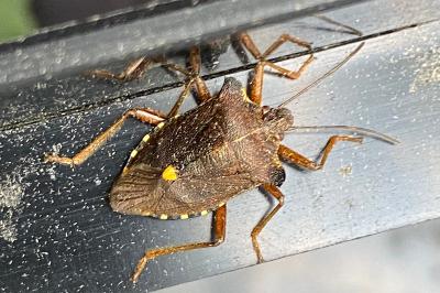 <i>Pentatoma rufipes</i>
