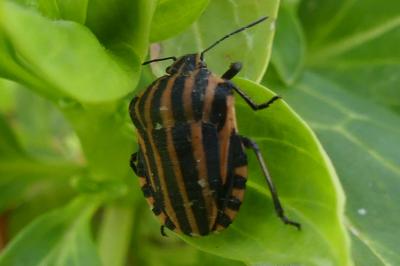 <i>Graphosoma italicum</i>