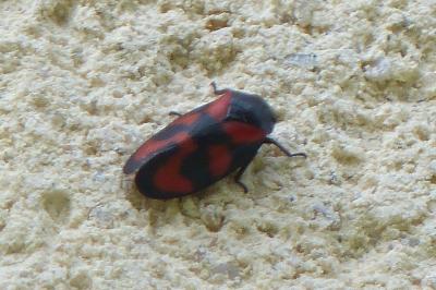 <i>Cercopis vulnerata</i>