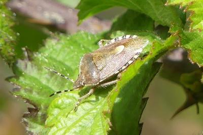 <i>Dolycoris baccarum</i>