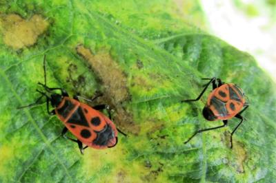<i>Pyrrhocoris apterus</i>