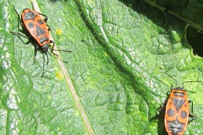<i>Pyrrhocoris apterus</i>