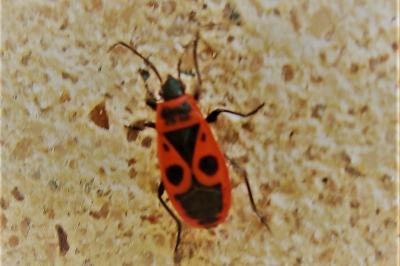 <i>Pyrrhocoris apterus</i>
