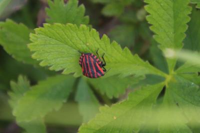 <i>Graphosoma italicum</i>