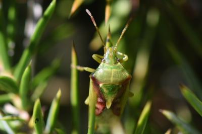 <i>Cyphostethus tristriatus</i>
