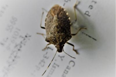 <i>Halyomorpha halys</i>