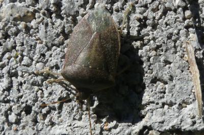 <i>Nezara viridula</i>