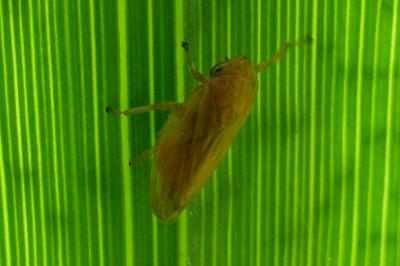 <i>Philaenus spumarius</i>