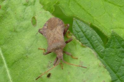 <i>Coreus marginatus</i>
