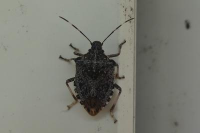 <i>Halyomorpha halys</i>