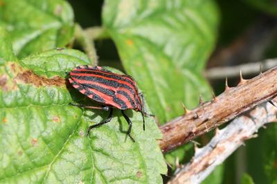 <i>Graphosoma italicum</i>