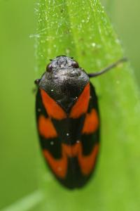 <i>Cercopis vulnerata</i>
