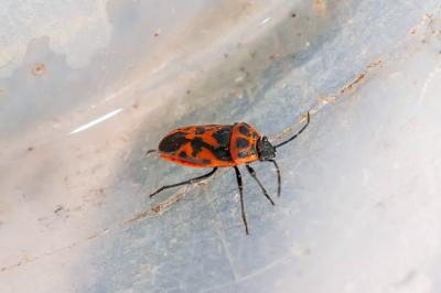 <i>Eurydema ornata</i>
