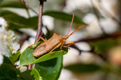<i>Gonocerus acuteangulatus</i>