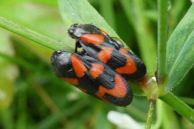 <i>Cercopis vulnerata</i>