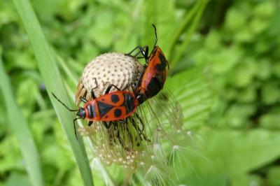 <i>Pyrrhocoris apterus</i>