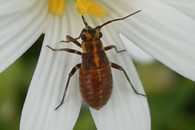 <i>Capsodes</i>