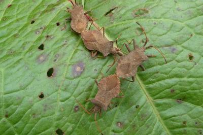 <i>Coreus marginatus</i>
