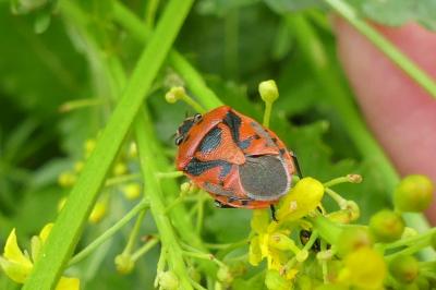 <i>Eurydema ornata</i>