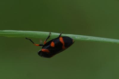<i>Cercopis intermedia</i>