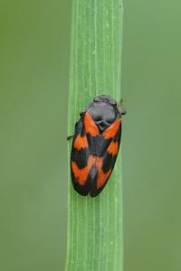 <i>Cercopis vulnerata</i>