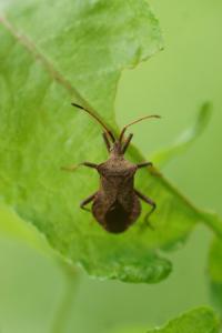 <i>Coreus marginatus</i>