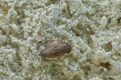 <i>Anaceratagallia</i>