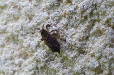 <i>Asiraca clavicornis</i>