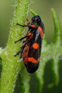 <i>Cercopis intermedia</i>