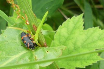 <i>Cercopis intermedia</i>