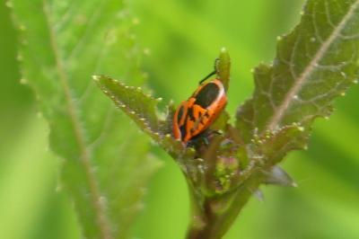 <i>Eurydema ornata</i>