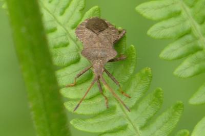 <i>Coreus marginatus</i>